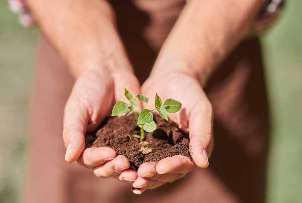 Técnicas De Buenas Prácticas Agrícolas curso